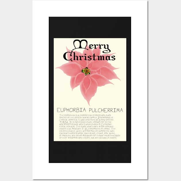 Pink Poinsetta Genus Christmas Card Wall Art by DesignsBySaxton